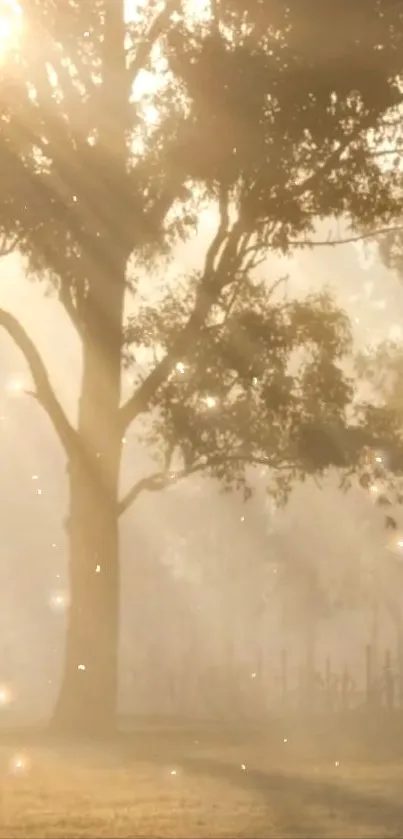 Forest in golden light with ethereal glow and sunbeams.