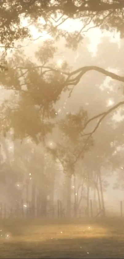 A misty forest with sunlight filtering through trees.