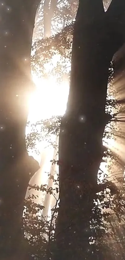 Forest with sunlight streaming through trees creating an ethereal view.