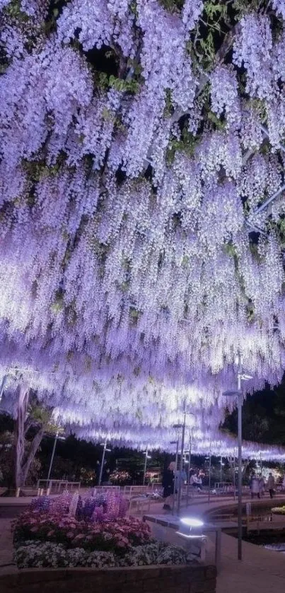 Hanging wisteria flowers with purple glow at night in a serene garden.