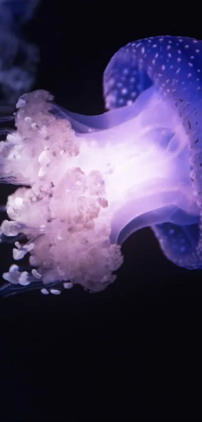 Ethereal purple jellyfish glowing in dark ocean.