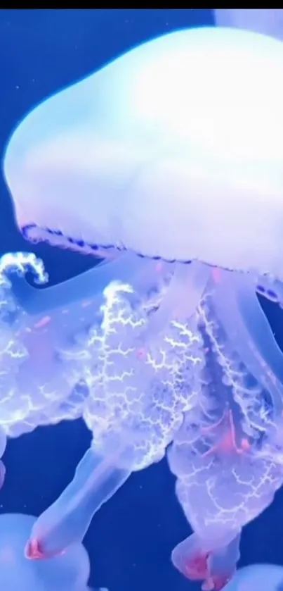 Glowing jellyfish in serene blue hues.