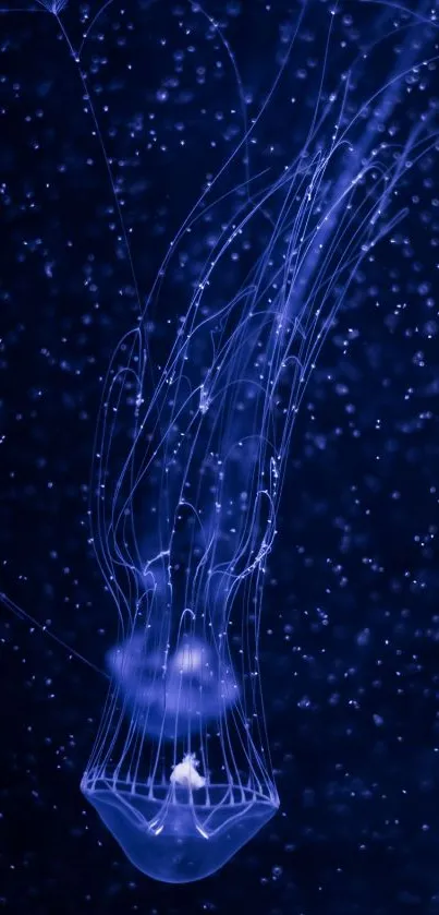 Graceful jellyfish glows in deep blue sea, creating a mesmerizing mobile wallpaper.