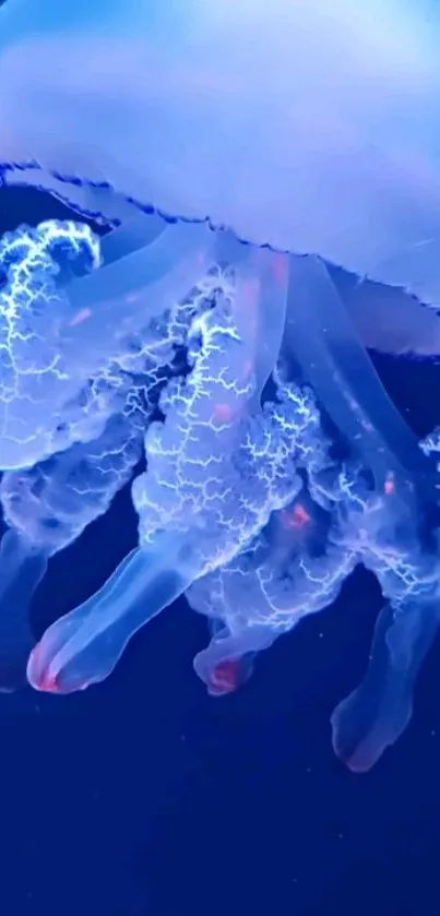 Ethereal blue glowing jellyfish in ocean