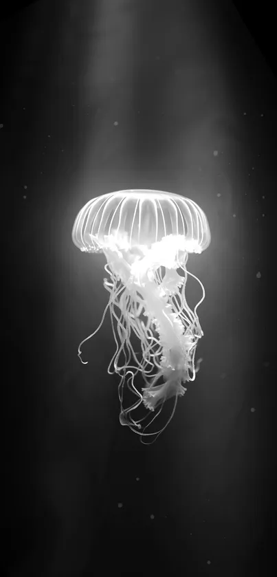 Black and white glowing jellyfish wallpaper with dark background.