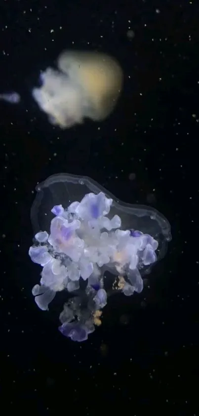 Translucent jellyfish floating in dark sea, highlighted by ethereal lighting.