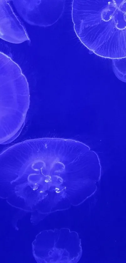 Jellyfish floating in a deep blue ocean background.