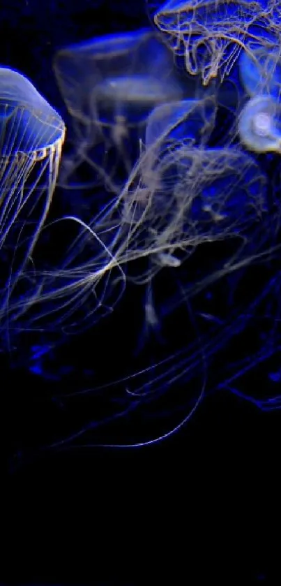 Ethereal jellyfish in blue tones, creating an underwater ambiance.