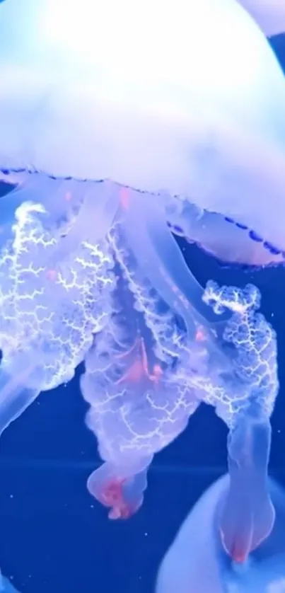 Close-up of ethereal jellyfish with translucent and vibrant blue colors.