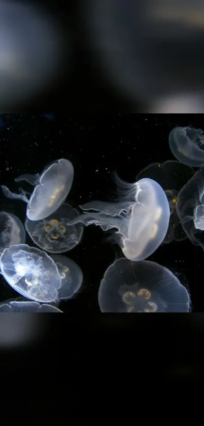 Ethereal jellyfish floating in dark ocean wallpaper.