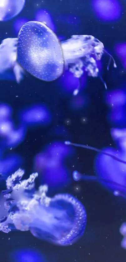 Ethereal blue jellyfish swimming in a serene ocean background.