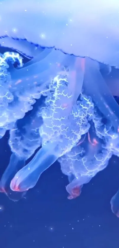 Glowing jellyfish in deep blue ocean wallpaper