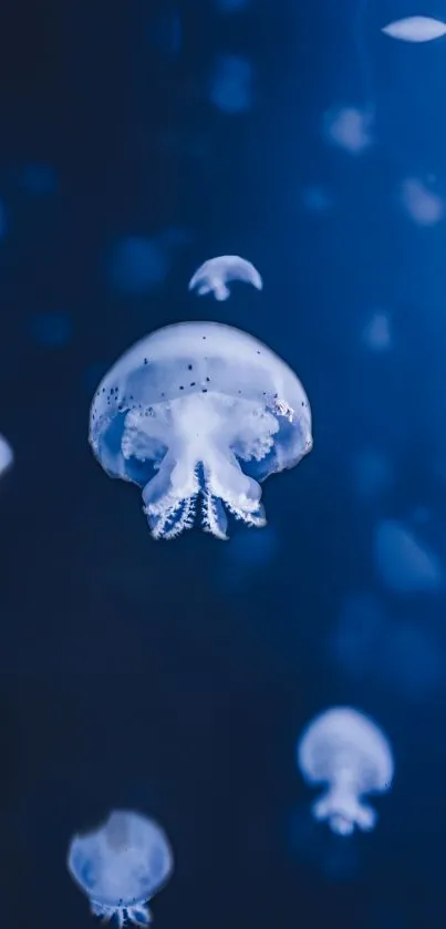 Ethereal jellyfish floating underwater against a deep blue backdrop.