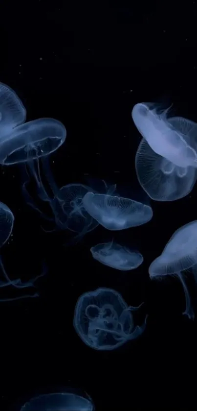 Graceful jellyfish floating in dark ocean, creating an ethereal wallpaper.
