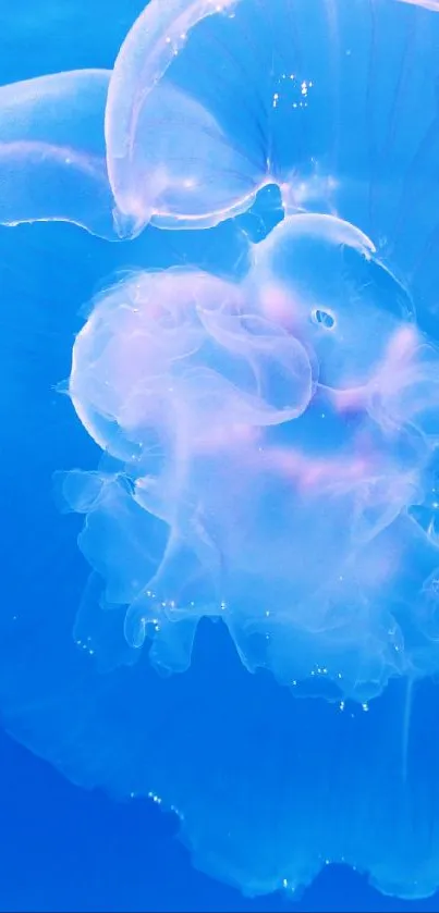 Pink jellyfish in blue underwater scene, serene mobile wallpaper.