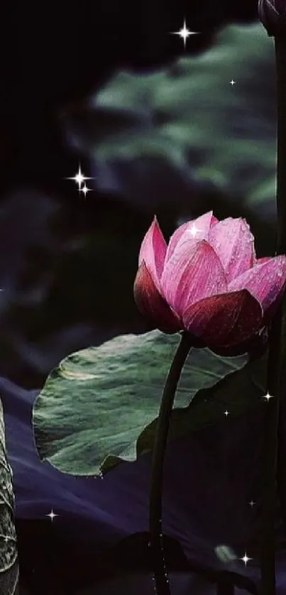 Ethereal pink lotus with stars on dark background.