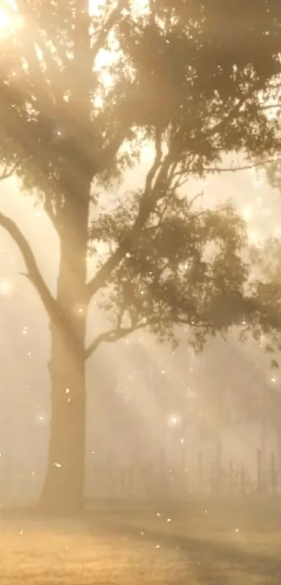 Serene morning light through trees, with a soft golden glow and mist.