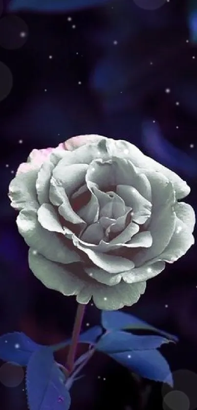 Ethereal white rose on a dark blue background with moody tones.