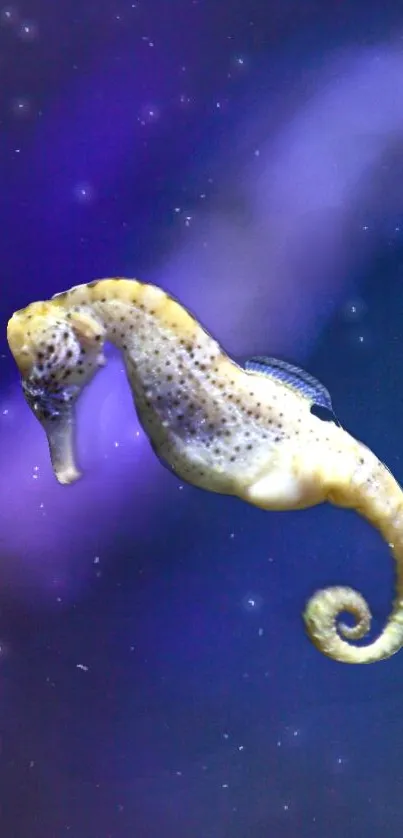 A seahorse floating in a starry galaxy background, creating a serene visual.
