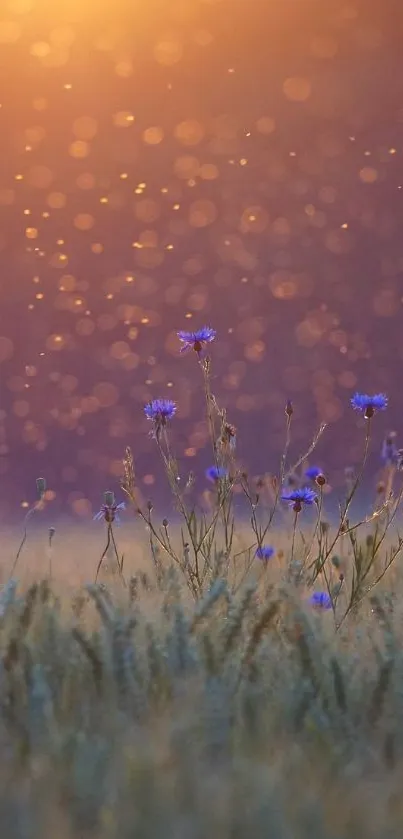 Sunrise over a field with wildflowers and golden light.