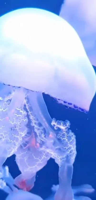 Glowing blue jellyfish in a serene underwater setting.