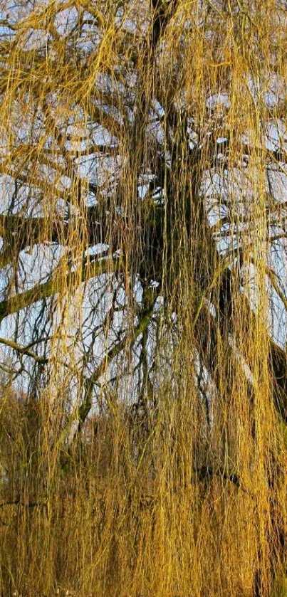 Serene golden willow tree wallpaper for mobile.