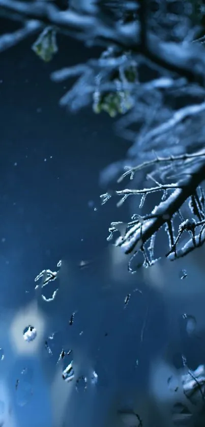 Serene blue winter branches at night.