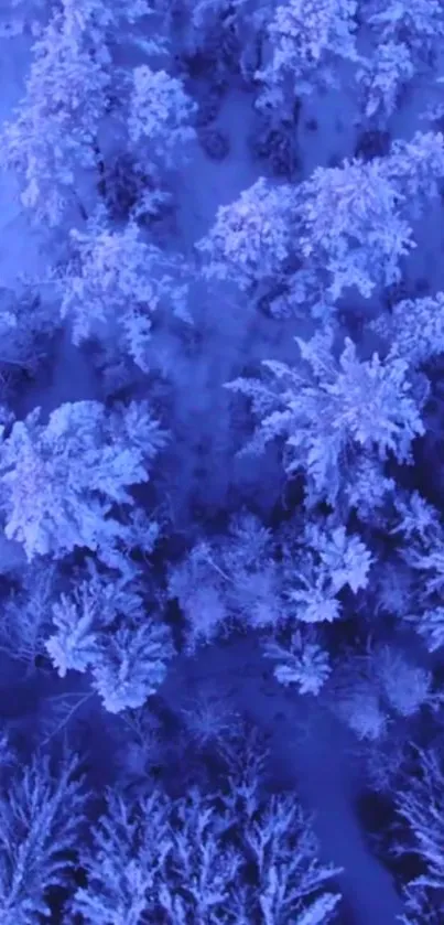 Aerial view of snow-covered trees in a blue-hued winter forest.