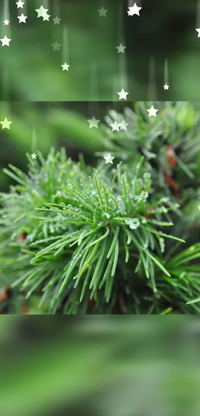 Close-up of evergreen pine branches with starry overlay in green theme.