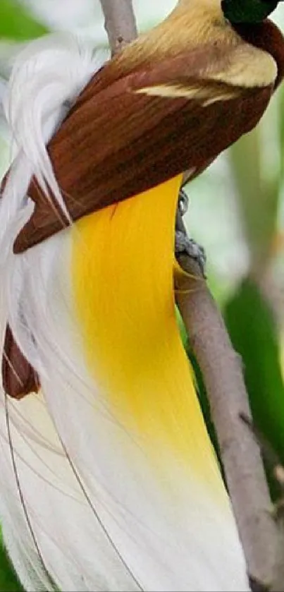 Exotic bird perched on branch with lush greenery.