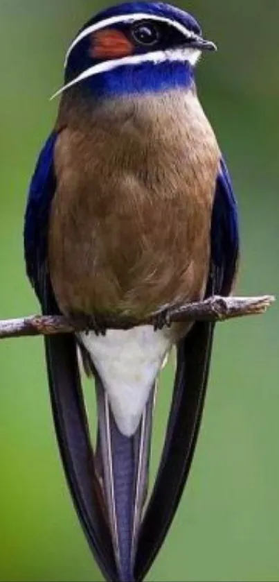 Exotic bird with vibrant feathers perched on a branch against a green background.