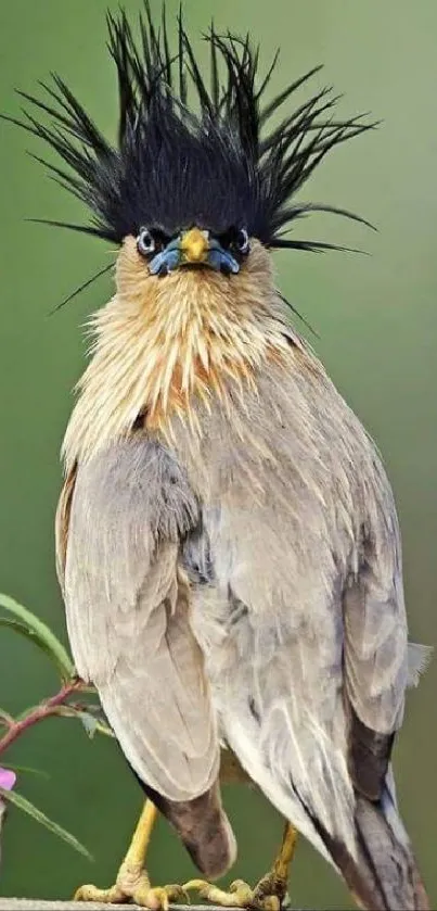 Exotic crested bird on a natural background.