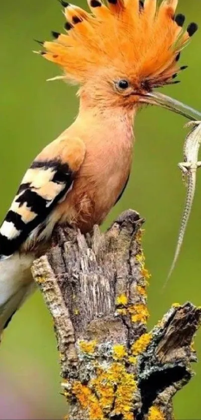 Exotic bird with vibrant feathers perched on a tree branch, set against a green background.