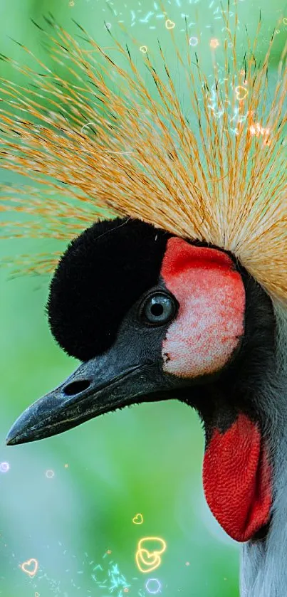 Close-up of a crowned crane with vibrant plumage.