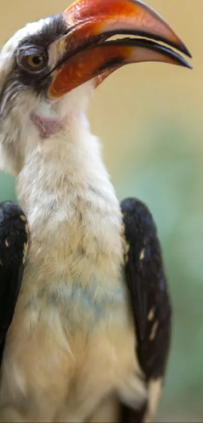 Exotic bird with bright red beak and vibrant feathers.