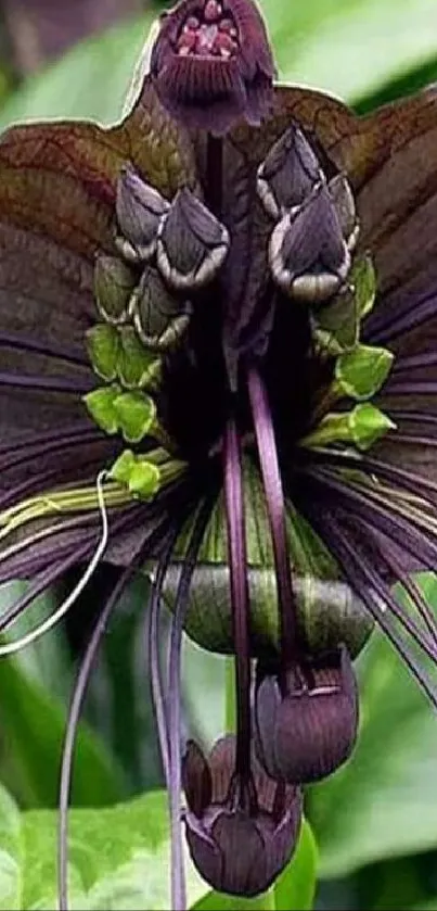 Exotic black bat flower with lush green leaves background.