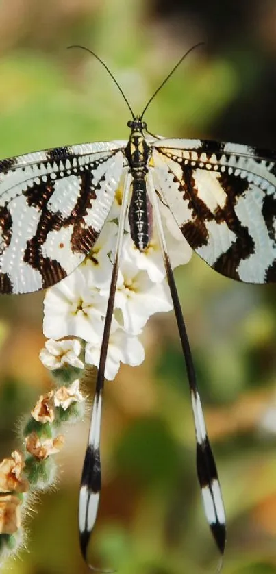 Exotic butterfly with patterned wings on a flower.