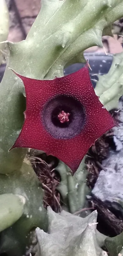 Star-shaped red cactus flower with green stems.