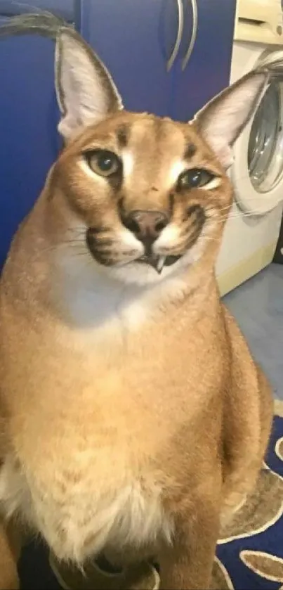 Majestic caracal cat with tufted ears sitting indoors.