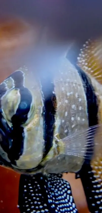 Close-up of an exotic fish with golden and black patterns in a serene aquarium setting.