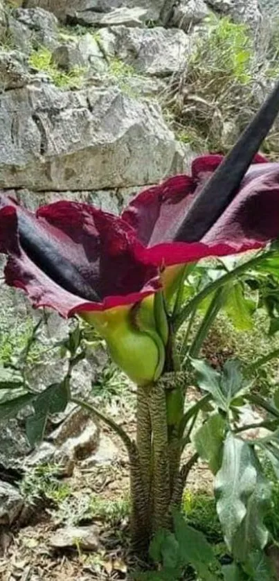 Exotic dark red flower amid rocky terrain wallpaper.