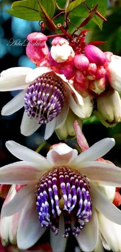 Exotic purple and white flowers with lush green leaves on mobile wallpaper.