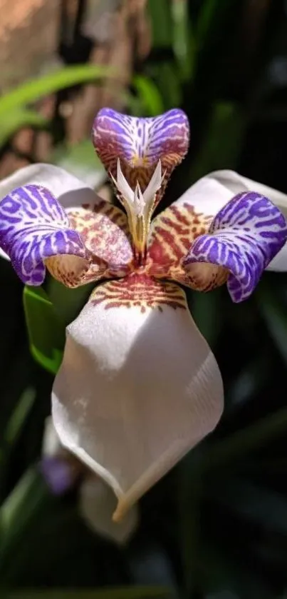 Close-up of a purple and white exotic flower with green leaves.