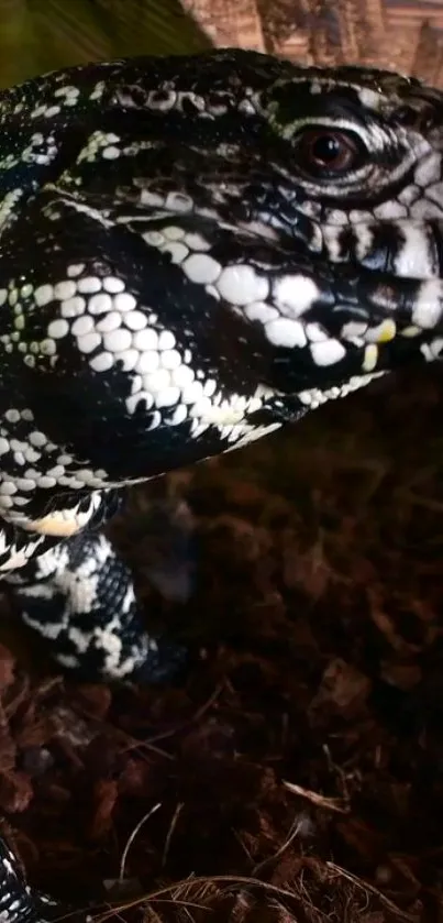 Close-up of an exotic black and white lizard with detailed patterns.