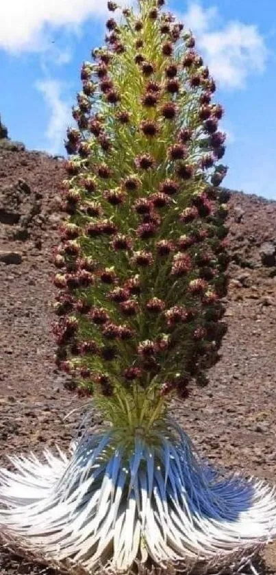 Exotic mountain plant in a rocky landscape providing unique wallpaper background.