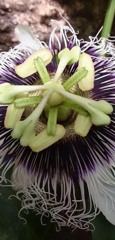 Exotic passion flower with vibrant purple and green details in close-up view.