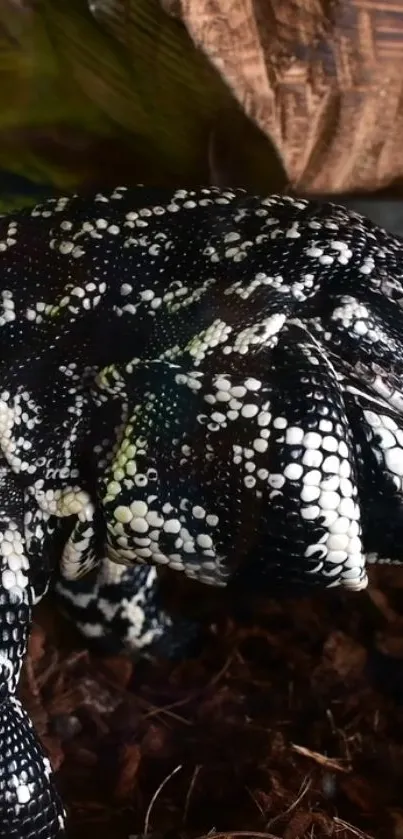 Close-up of reptile scales, black and white pattern.