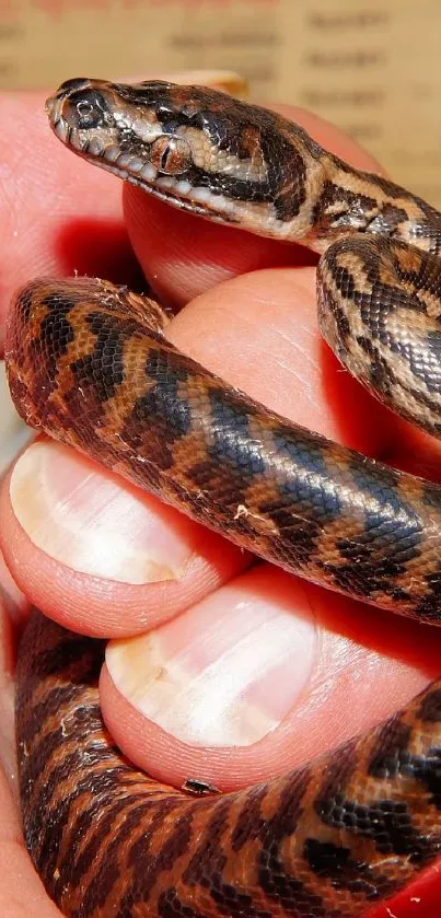 A close-up image of an exotic brown snake wrapped around a hand.