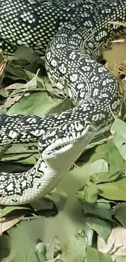 Close-up of a patterned snake on green leaves.