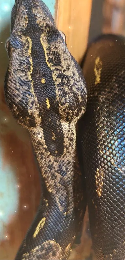 Exotic snake wrapped around rustic wood against a colorful blurred background.